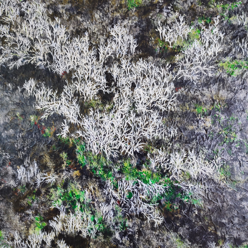 "Sous nos pas, lichens" 2025 (80x80cm) Wenzhou monté sur toile